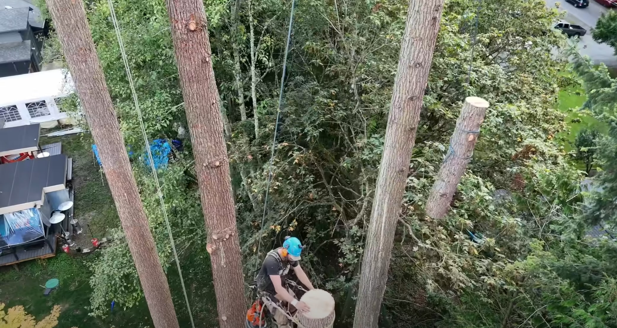Arborist using aerial ropes to remove hazardous trees from a tight residential backyard