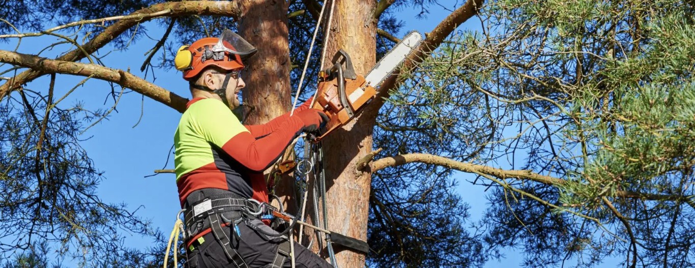 Certified arborist working at height on a pine tree with a chainsaw in Laredo, TX