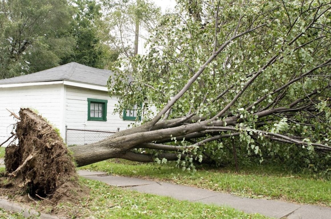 Fallen tree uprooted by storm damage blocking a residential sidewalk and property