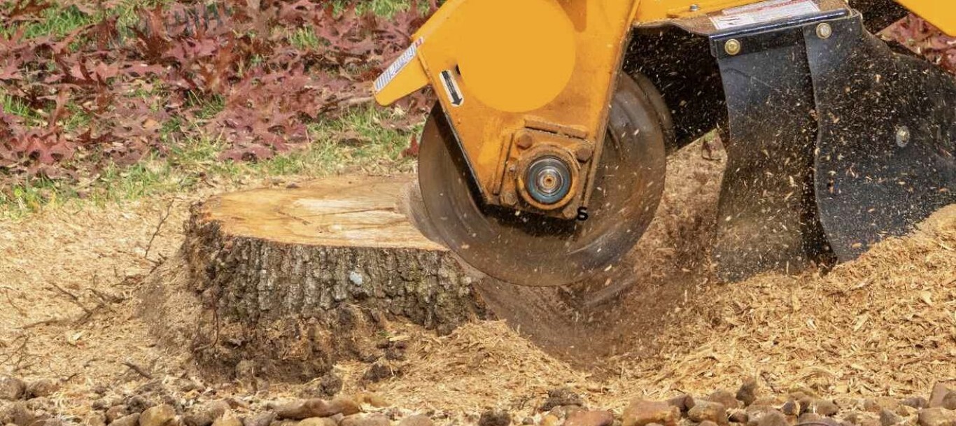 Stump grinding machine cutting through a tree stump close up