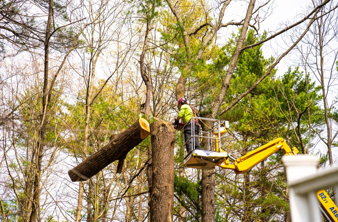 Tree service professional in a bucket truck pruning branches high above a residential neighborhood
