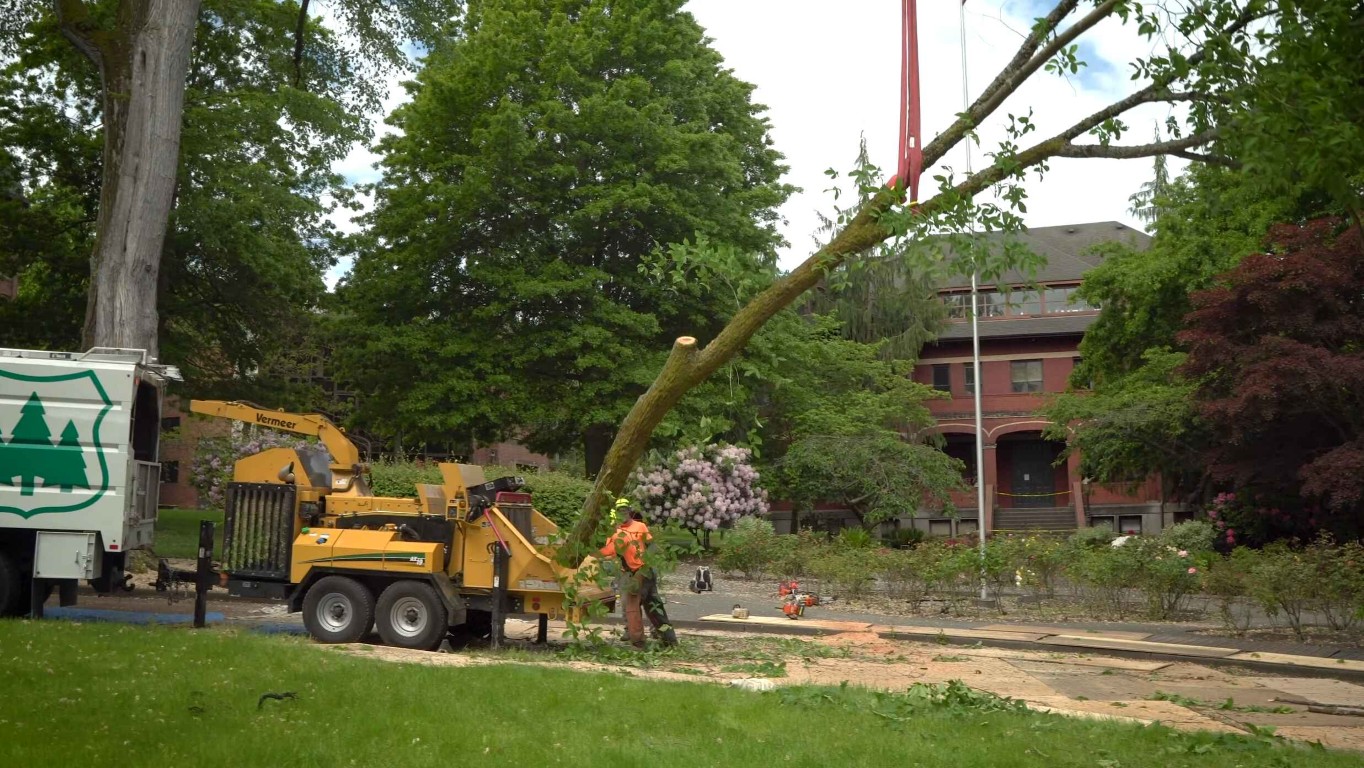 Tree removal crew operating a wood chipper during a large tree removal job in Laredo, TX